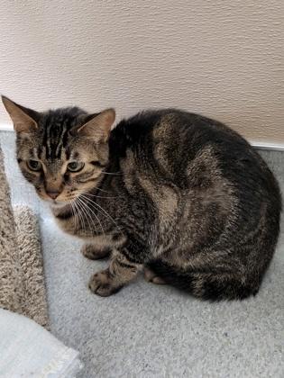 Tiny Tiger, Adoptable, Adult Female Domestic Short Hair & Domestic Short Hair.
