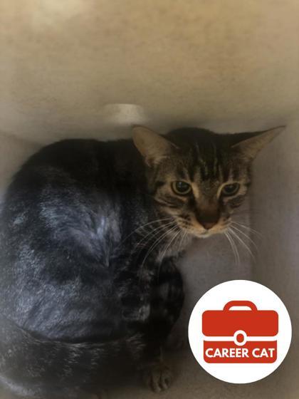 Enlarge Tiny Tiger, a Adoptable mixed breed in Roseville, CA image 2/2