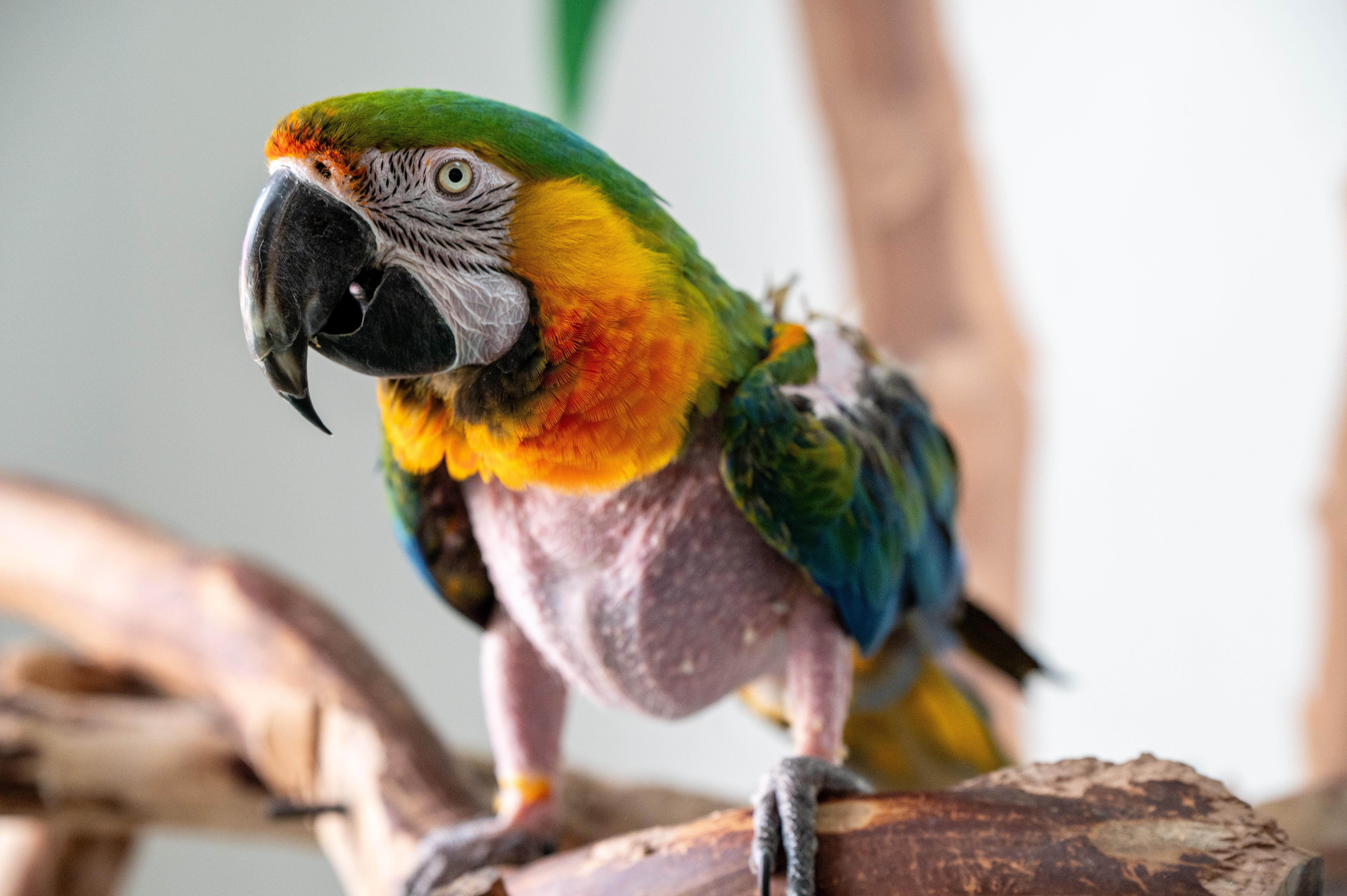 Enlarge Rocky The Catalina Macaw, a Adoptable Macaw in Punta Gorda, FL image 4/6