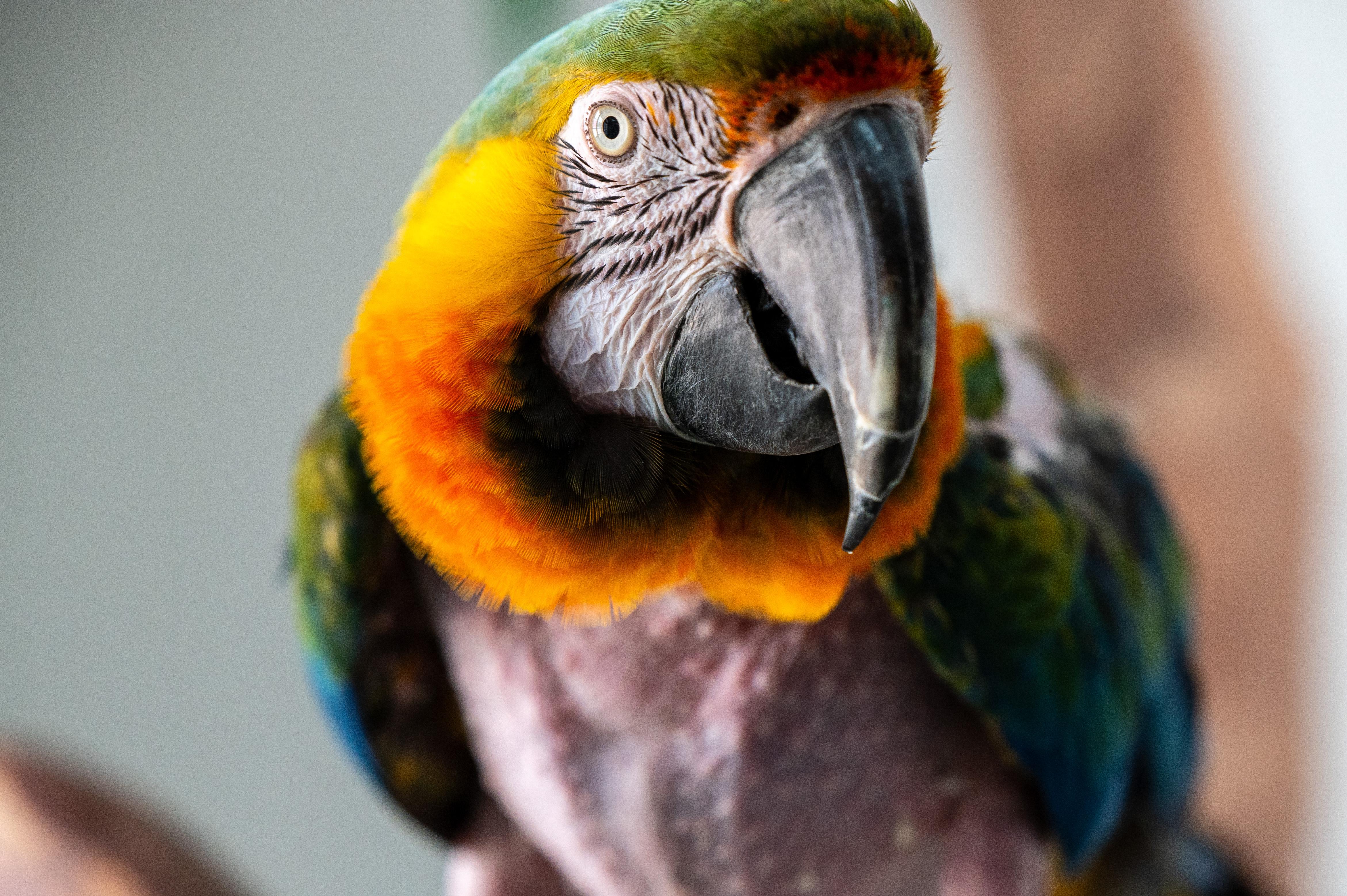 Enlarge Rocky The Catalina Macaw, a Adoptable Macaw in Punta Gorda, FL image 1/6