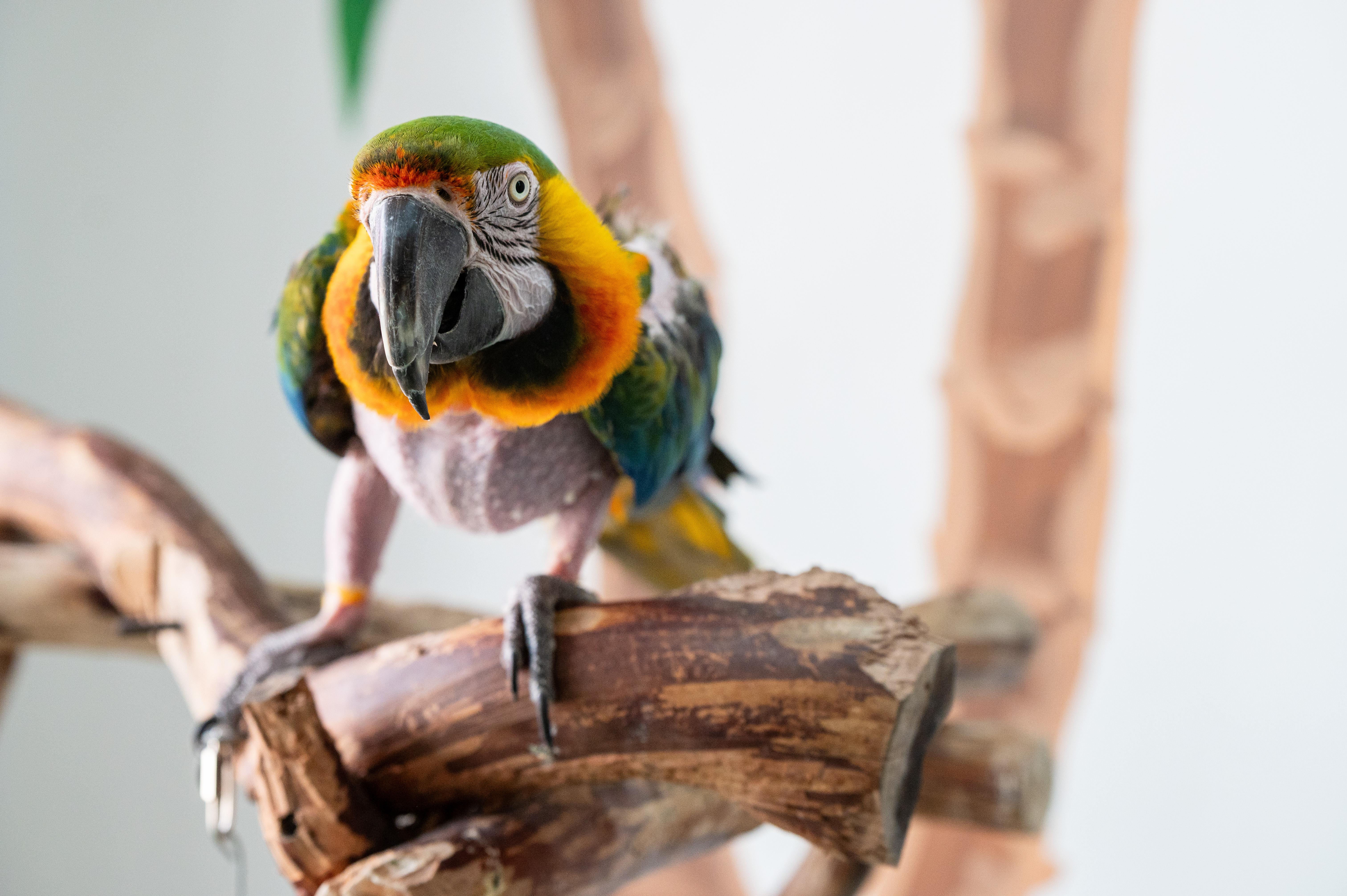 Enlarge Rocky The Catalina Macaw, a Adoptable Macaw in Punta Gorda, FL image 3/6