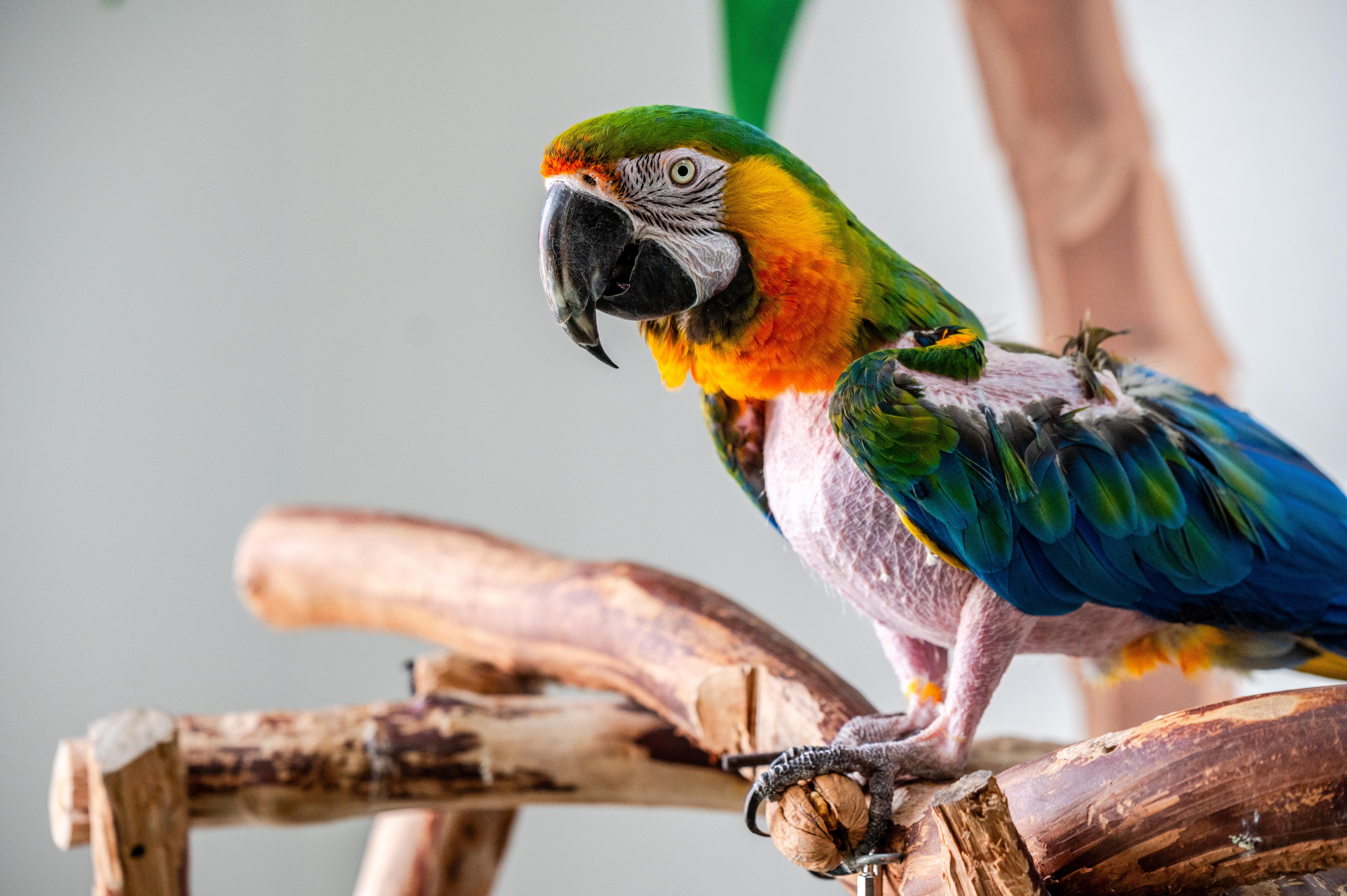 Enlarge Rocky The Catalina Macaw, a Adoptable Macaw in Punta Gorda, FL image 2/6