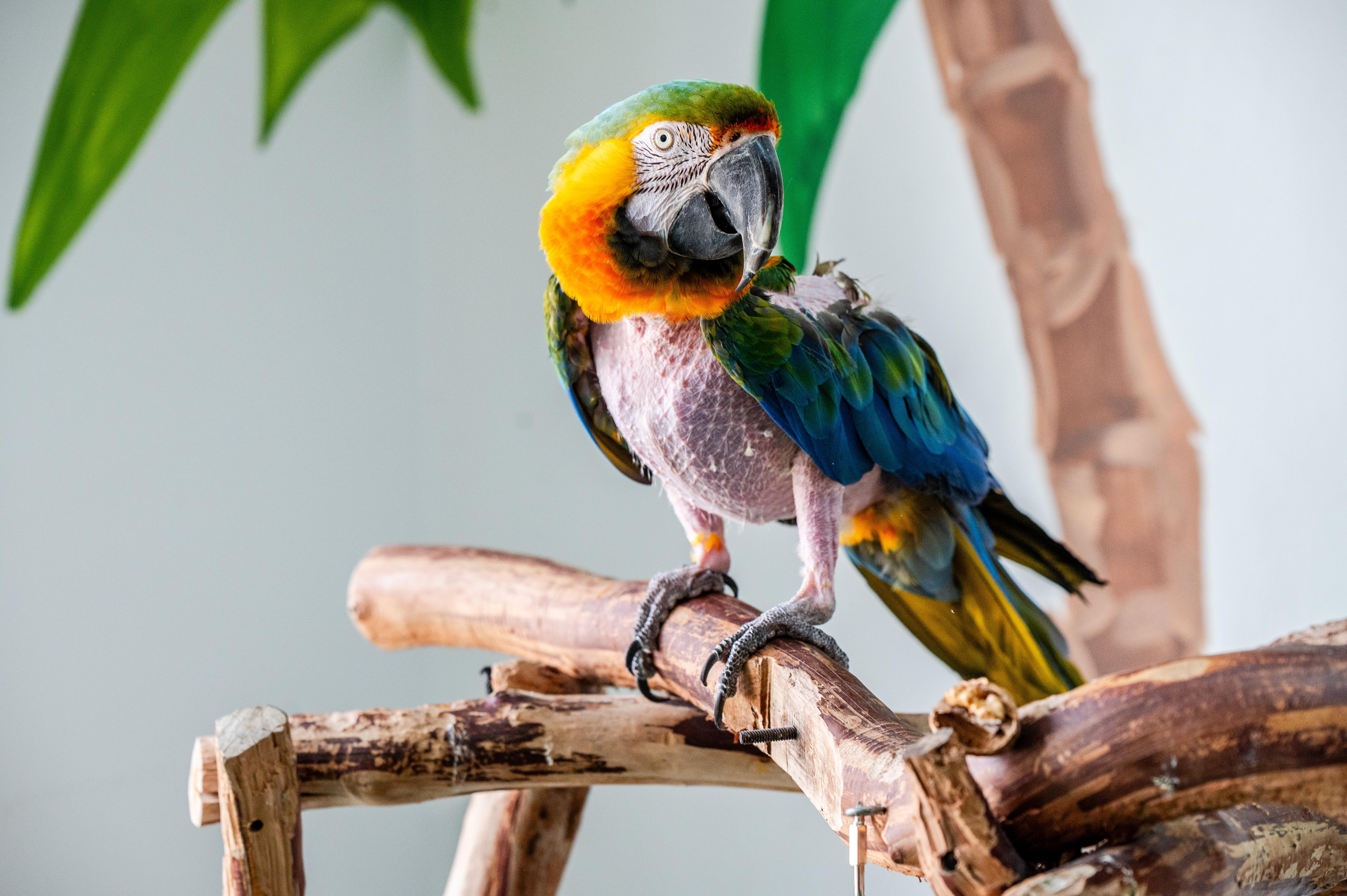 Enlarge Rocky The Catalina Macaw, a Adoptable Macaw in Punta Gorda, FL image 5/6
