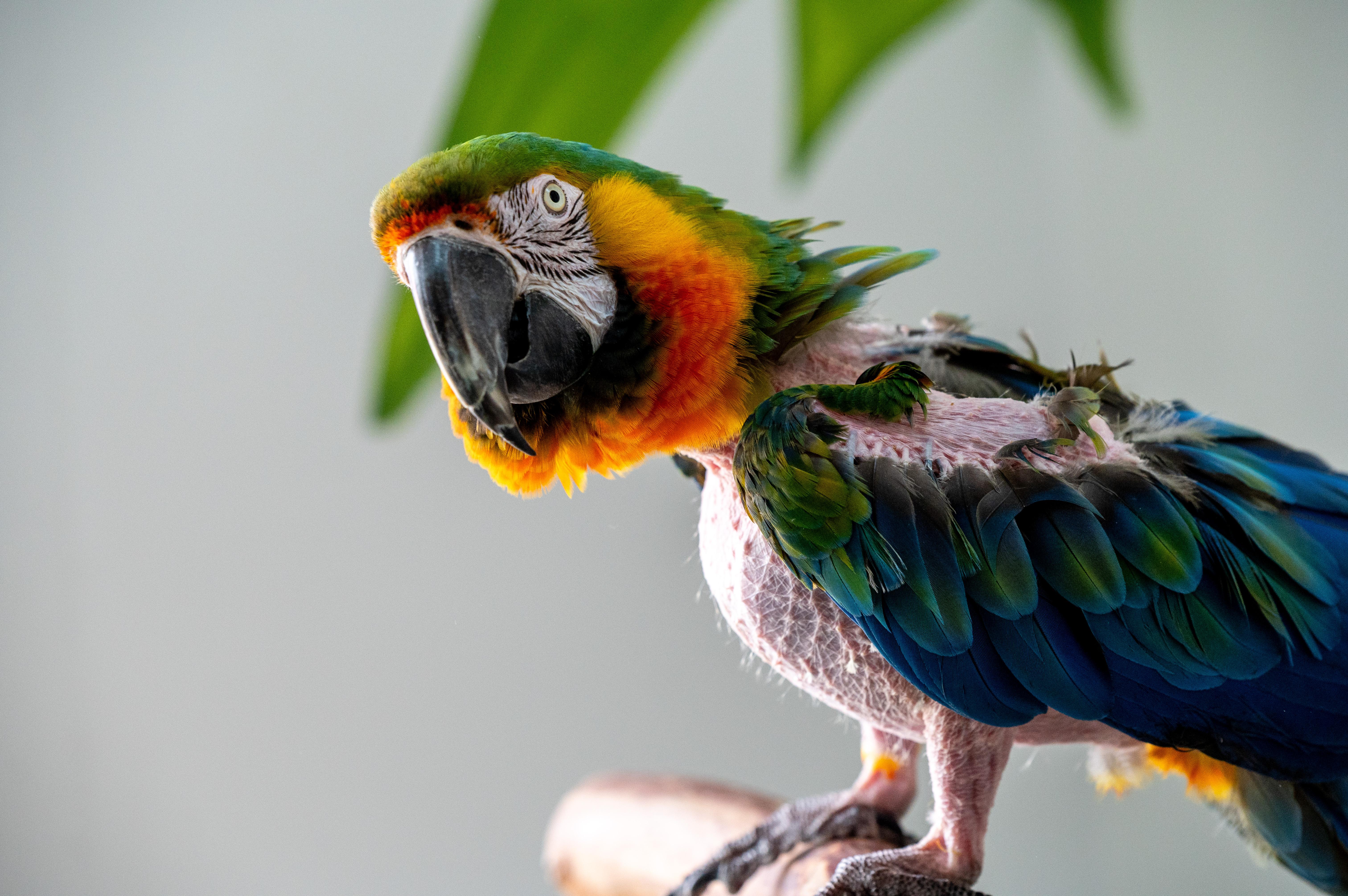 Enlarge Rocky The Catalina Macaw, a Adoptable Macaw in Punta Gorda, FL image 6/6