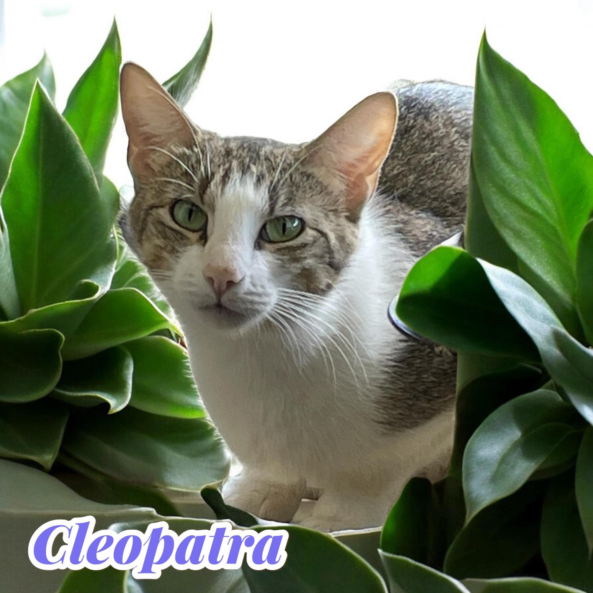 Enlarge Cleopatra - chatty diva, a Adoptable Domestic Short Hair in Hagerstown, MD image 1/3