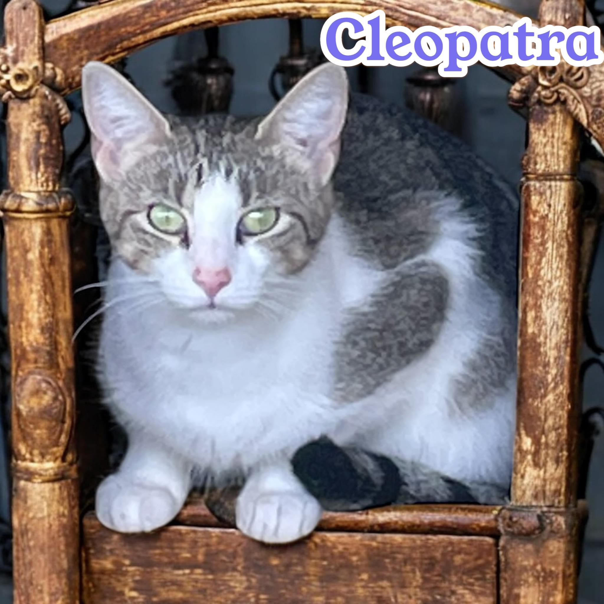 Enlarge Cleopatra - chatty diva, a Adoptable Domestic Short Hair in Hagerstown, MD image 2/3