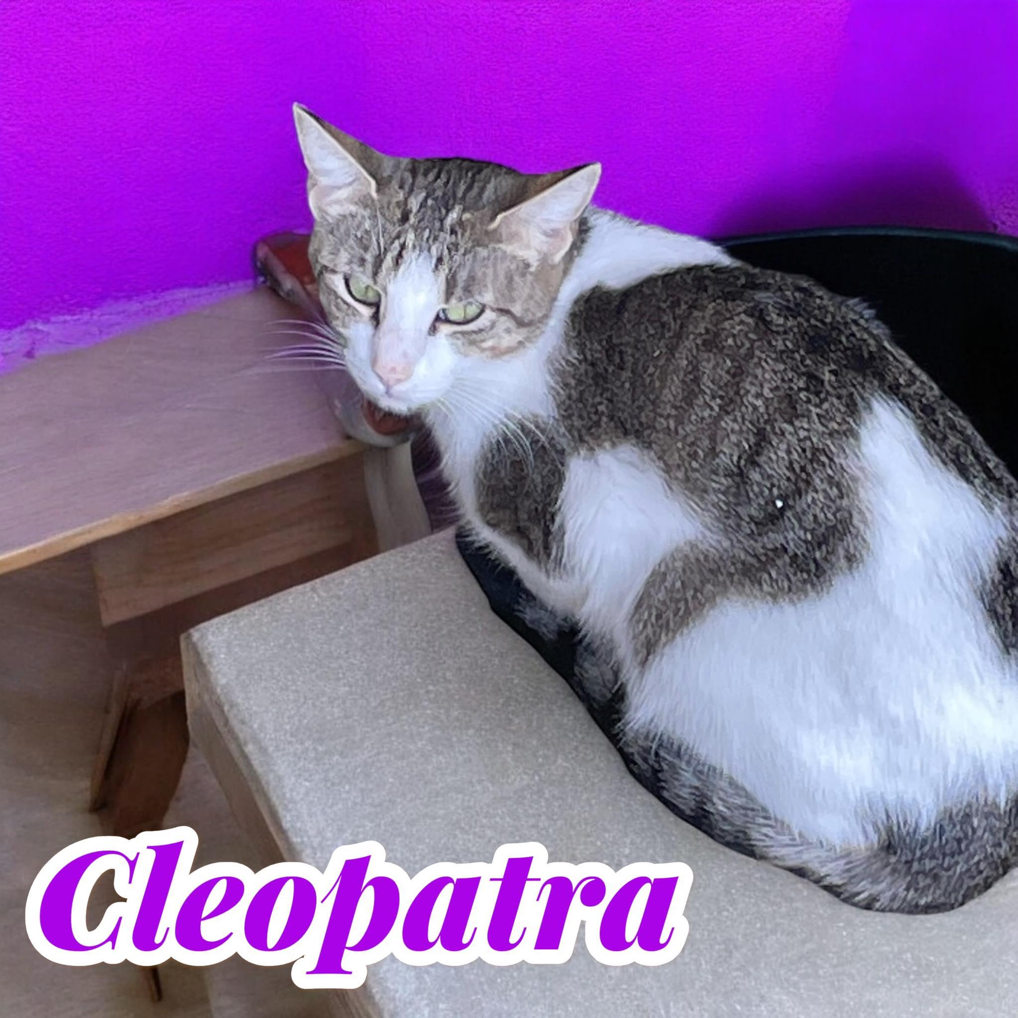 Enlarge Cleopatra - chatty diva, a Adoptable Domestic Short Hair in Hagerstown, MD image 3/3