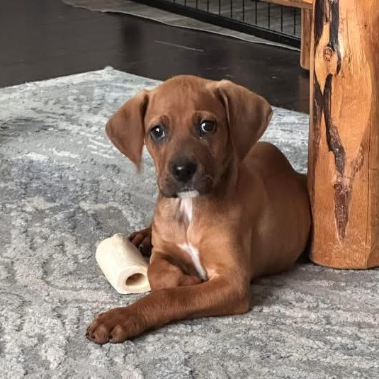 Rojo, ADOPTABLE, Puppy Male Redbone Coonhound & Mixed Breed.