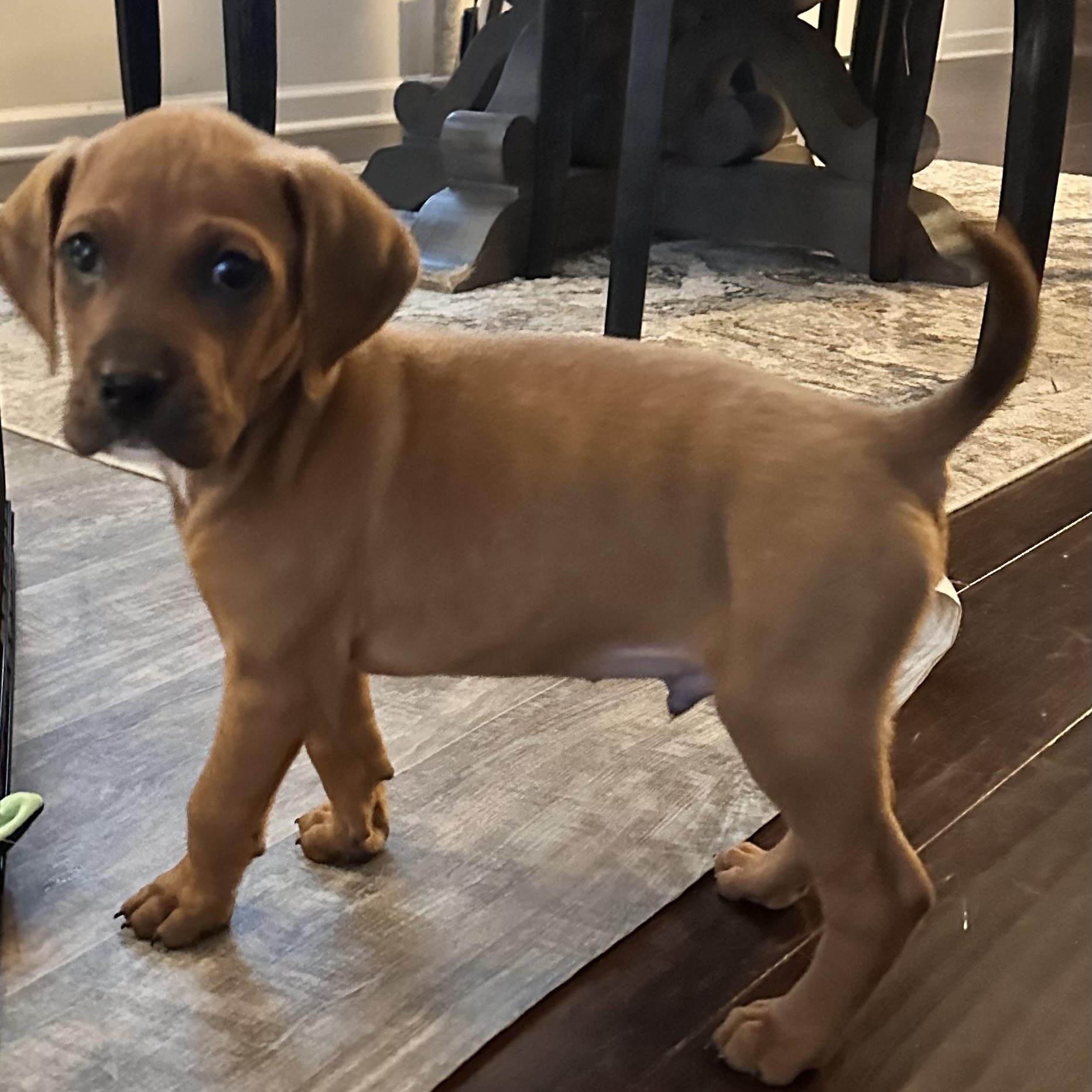 Enlarge Rojo, a ADOPTABLE mixed breed in Rock Hill, SC image 5/5