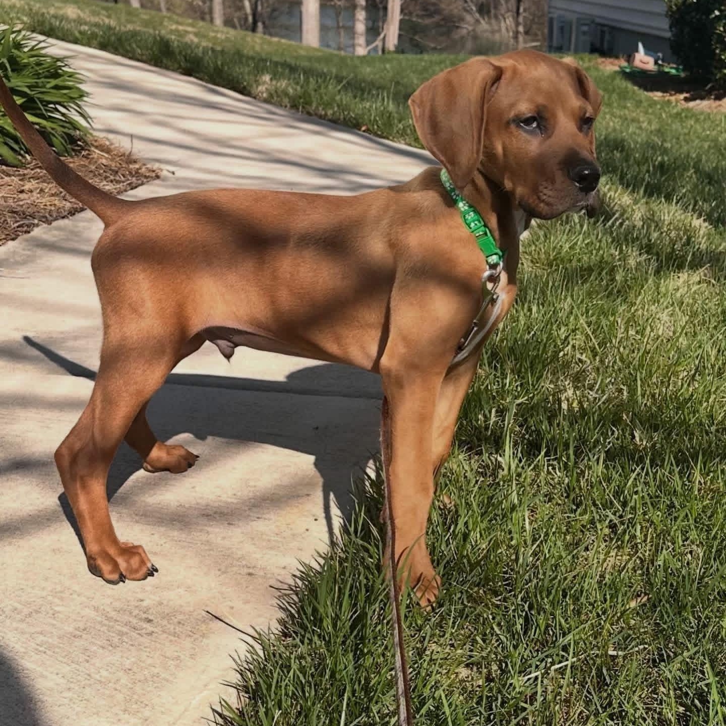 Enlarge Rojo, a ADOPTABLE mixed breed in Rock Hill, SC image 3/6