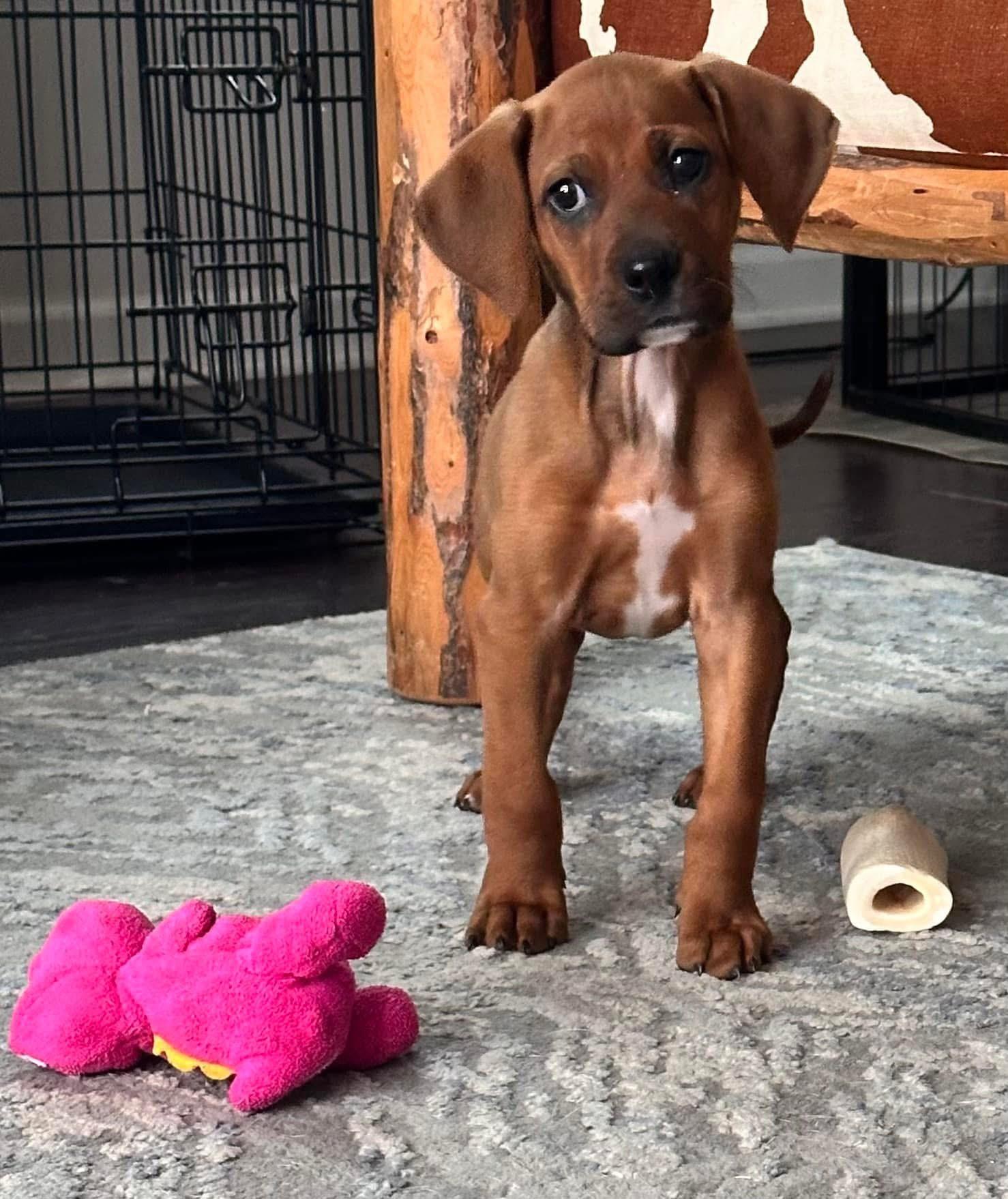 Enlarge Rojo, a ADOPTABLE mixed breed in Rock Hill, SC image 2/5