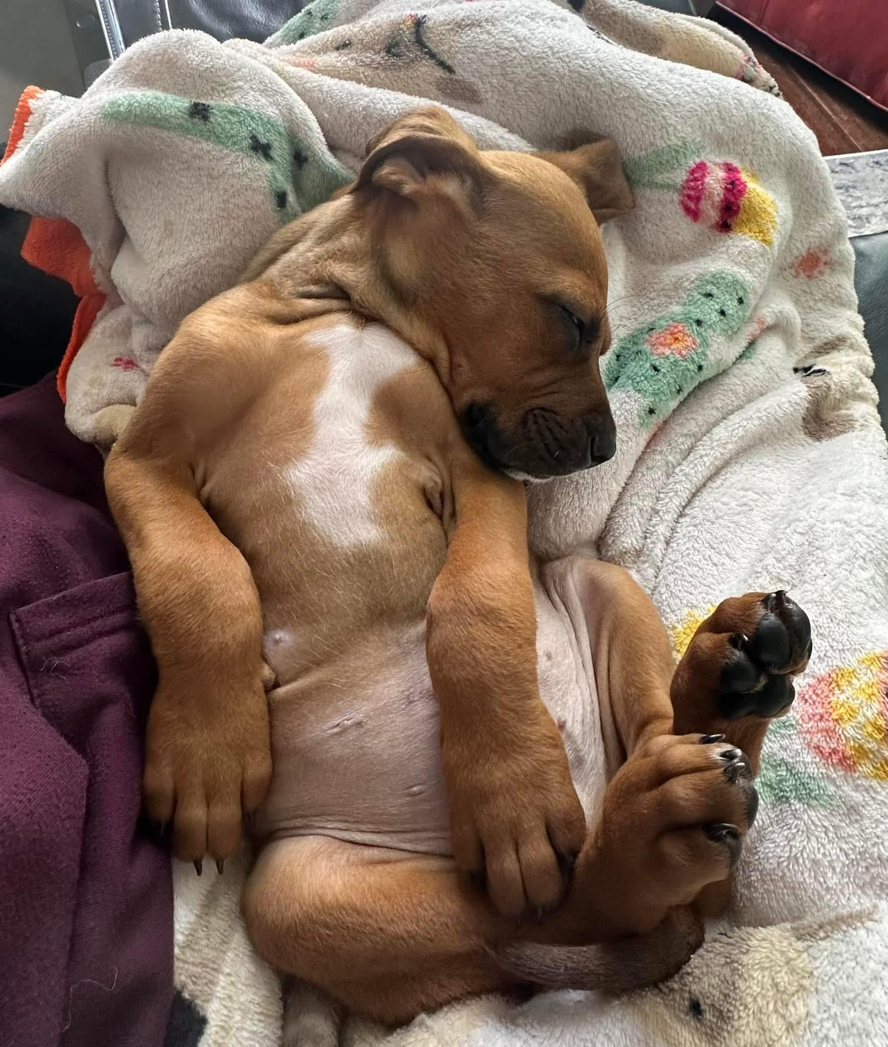 Enlarge Rojo, a ADOPTABLE mixed breed in Rock Hill, SC image 4/5