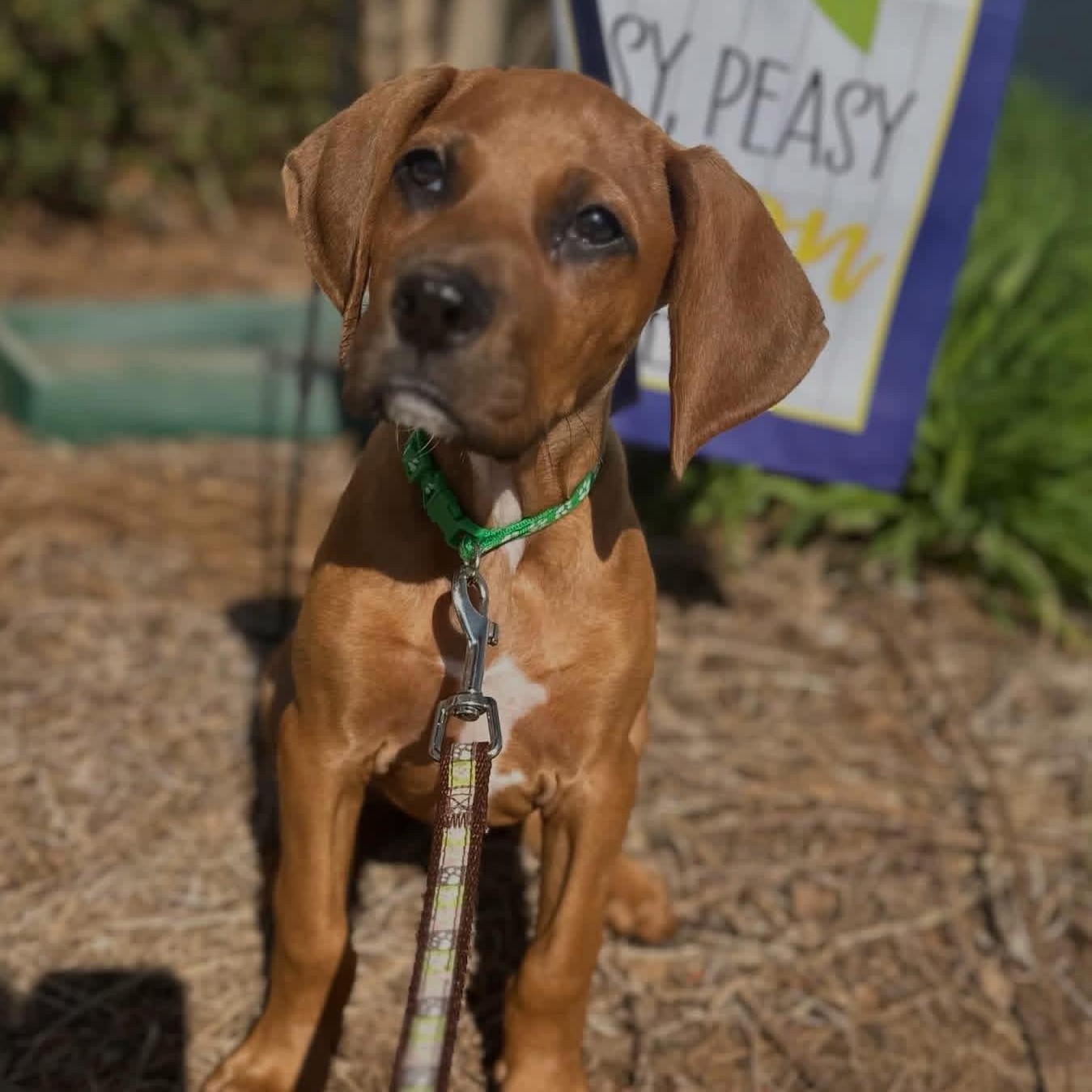 Rojo, ADOPTABLE, Puppy Male Redbone Coonhound & Rhodesian Ridgeback.