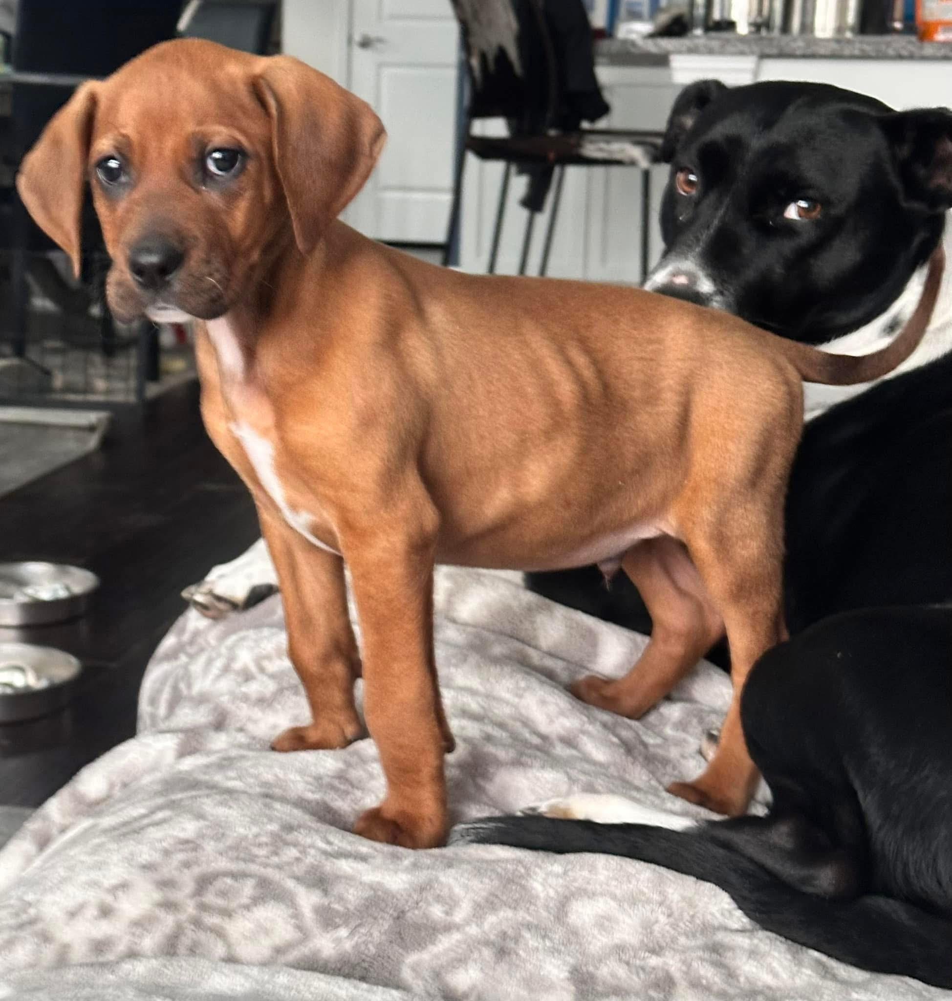 Enlarge Rojo, a ADOPTABLE mixed breed in Rock Hill, SC image 3/5