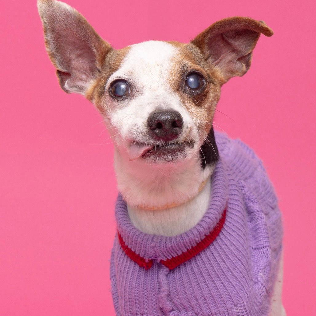 Enlarge Norman, a Adoptable mixed breed in Nashville, TN image 2/3