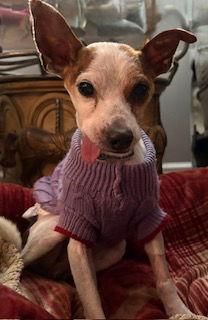 Enlarge Norman, a Adoptable mixed breed in Nashville, TN image 3/3