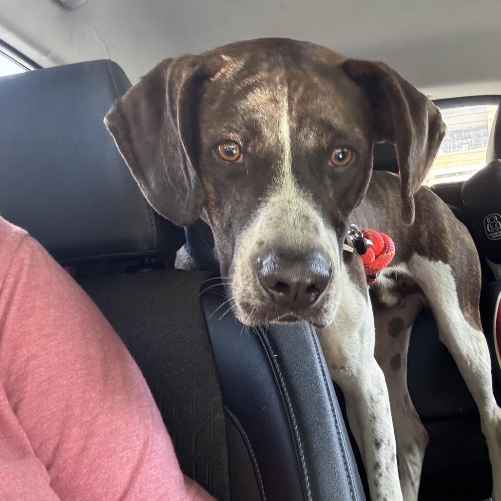 Rico-In Foster (Adoption Fee-SPONSORED!), Adoptable, Adult Male Mixed Breed.