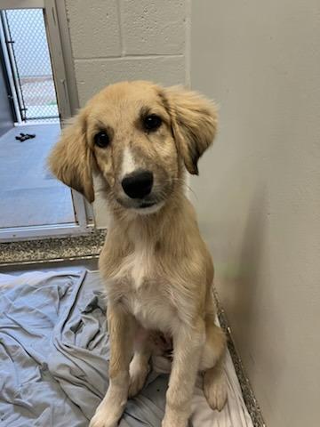 Enlarge Sprite, a Adoptable Mixed Breed in Mustang, OK image 1/1
