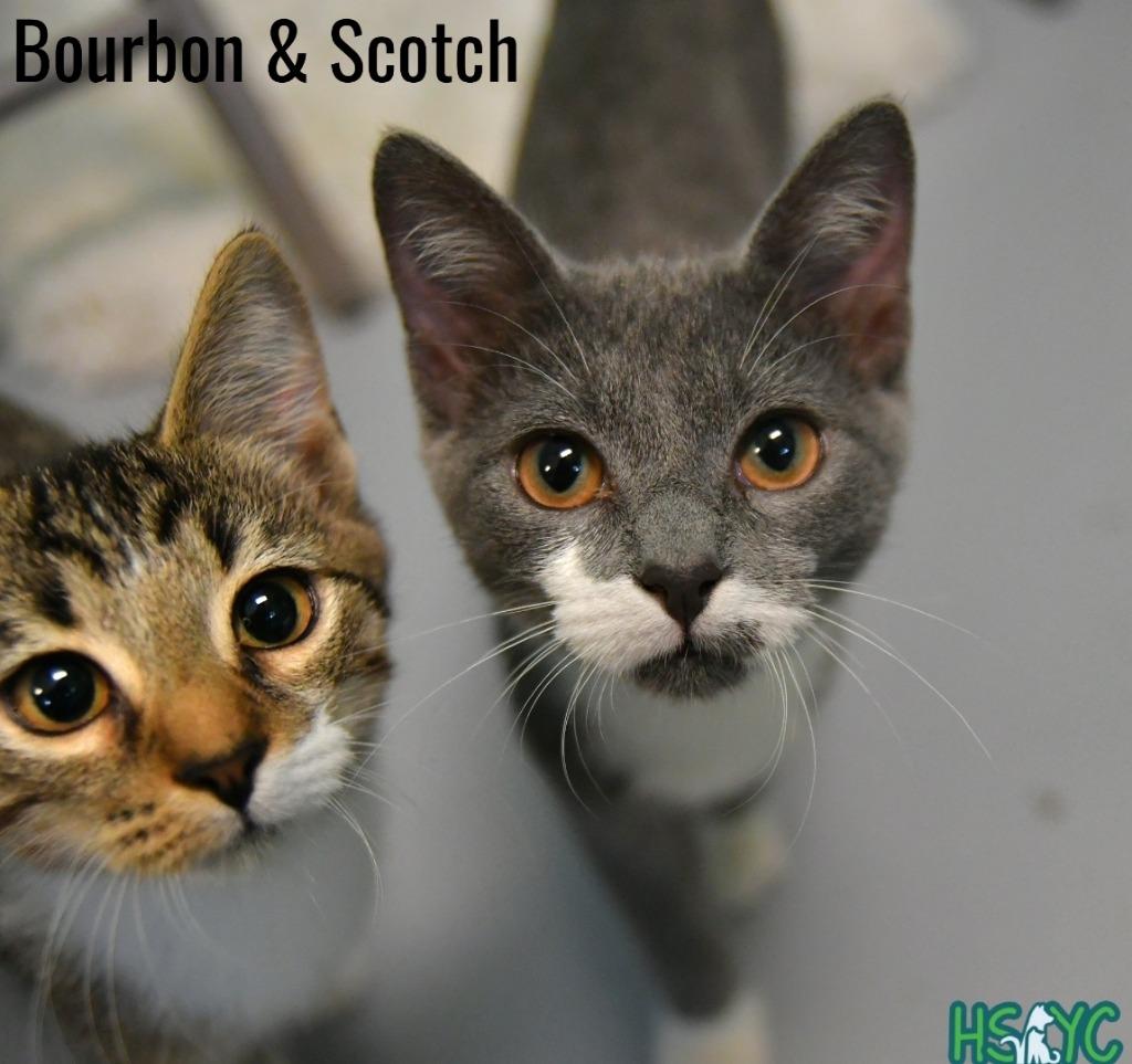 Enlarge Scotch, a Adoptable mixed breed in Fort Mill, SC image 1/3