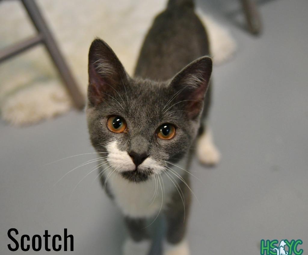 Enlarge Scotch, a Adoptable mixed breed in Fort Mill, SC image 2/3