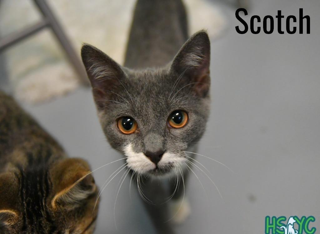 Enlarge Scotch, a Adoptable mixed breed in Fort Mill, SC image 3/3