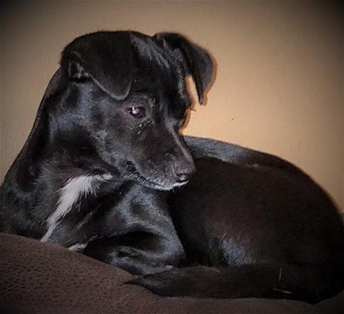Kia, a Adoptable Chihuahua in Spring, TX image 1/4