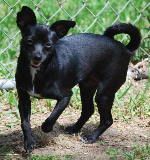 Kia, a Adoptable Chihuahua in Spring, TX image 3/4