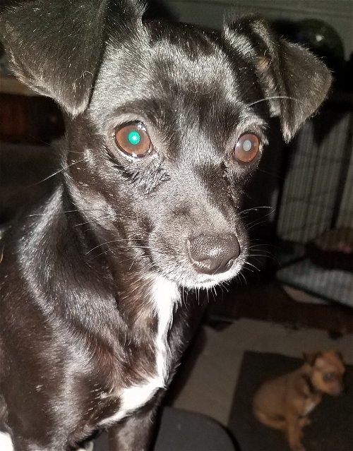 Kia, a Adoptable Chihuahua in Spring, TX image 4/4