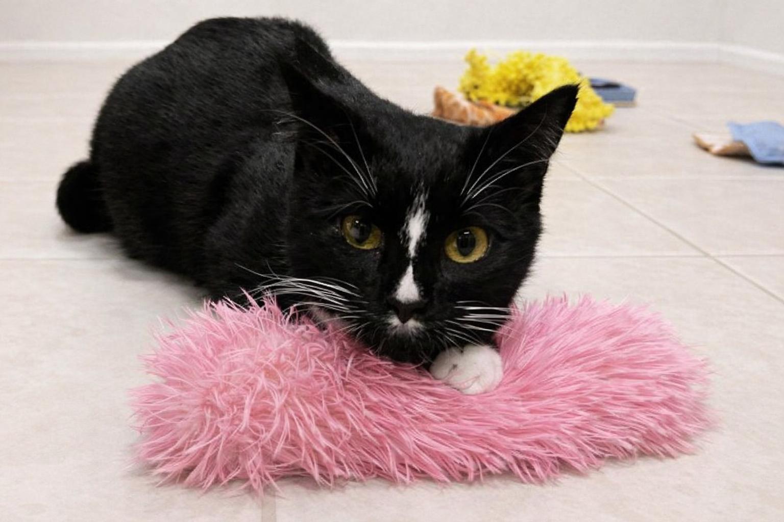 Gia-Professional Cuddle Expert Seeking Human, Adoptable, Young Female Tuxedo.