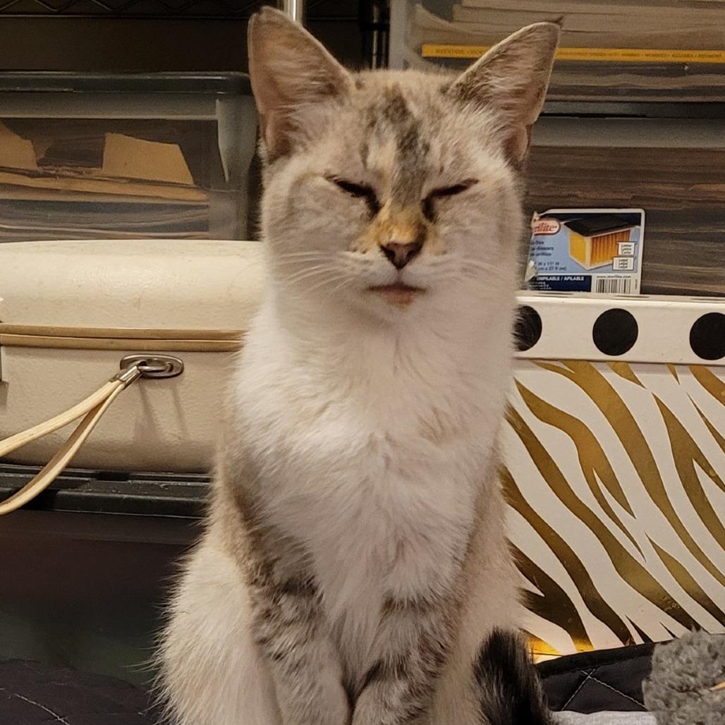 Ava, Adoptable, Senior Female Siamese.