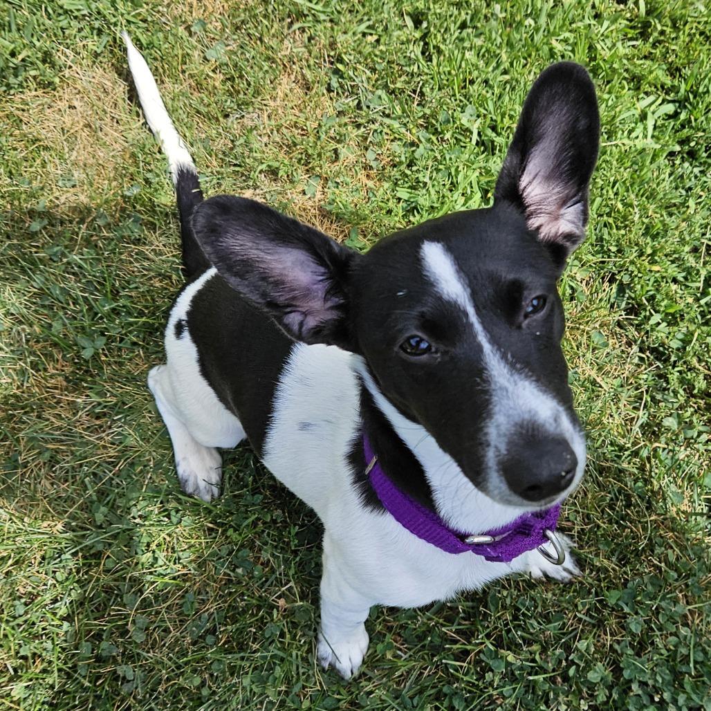 Trixie, Adoptable, Puppy Female Jack Russell Terrier.
