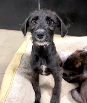 Enlarge Kassidy, a Adoptable Terrier in Bedford Hills, NY image 2/4