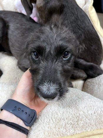 Enlarge Kassidy, a Adoptable Terrier in Bedford Hills, NY image 3/4