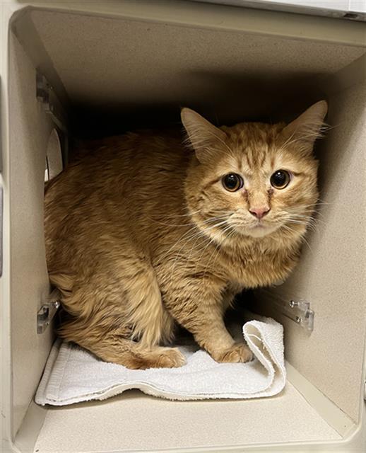 BIOR, Adoptable, Young Male Domestic Medium Hair.