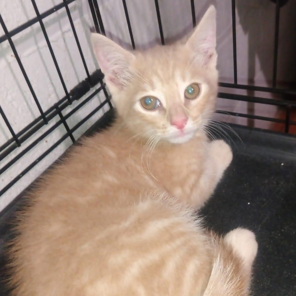 Lily & Linda, adopted, Kitten Female American Shorthair.