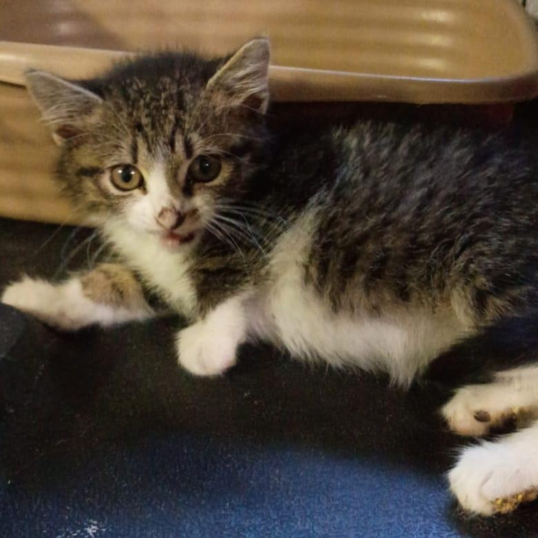 Lily & Linda, an adopted American Shorthair in Union City, NJ image 5/5