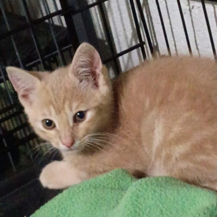 Lily & Linda, an adopted American Shorthair in Union City, NJ image 2/5