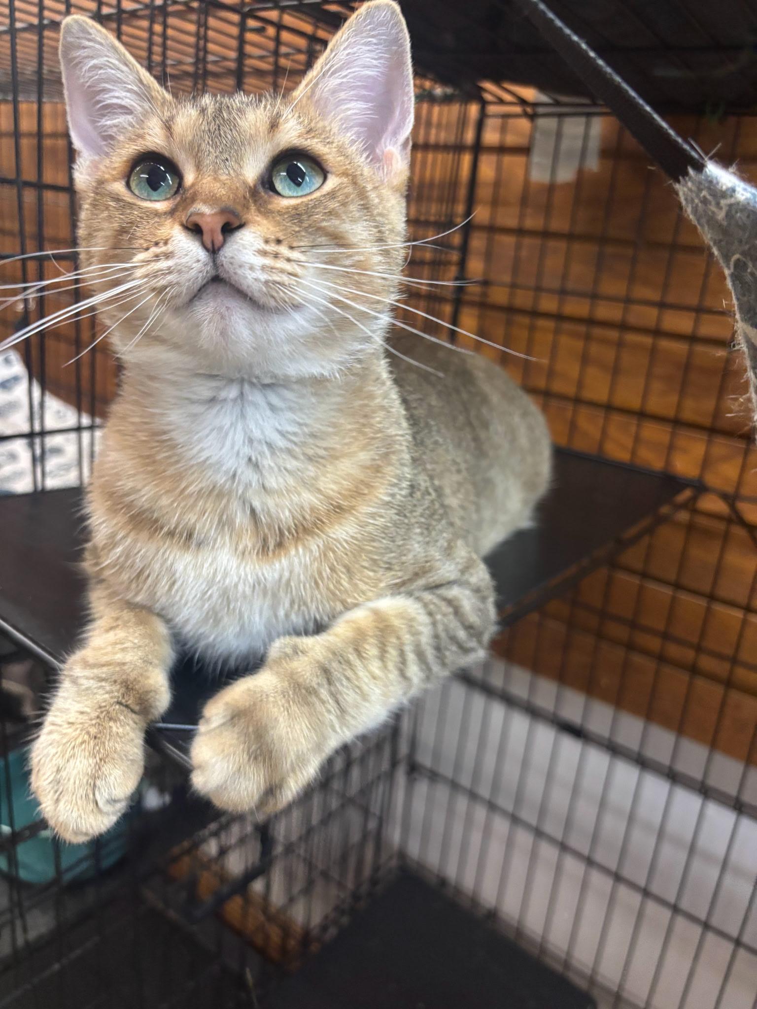 Enlarge Cubby, a Adoptable Domestic Short Hair in Coldwater, MI image 4/4
