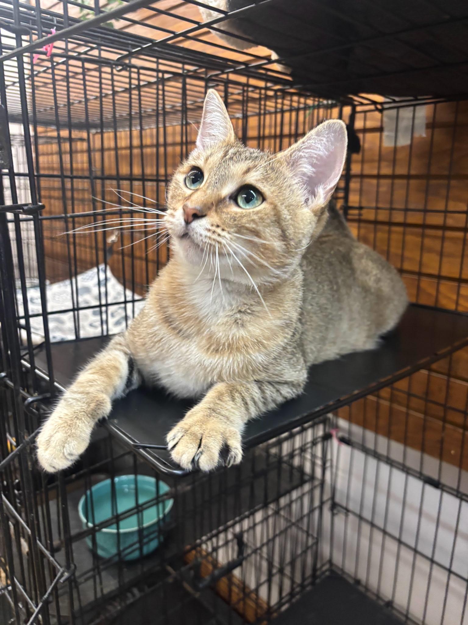 Enlarge Cubby, a Adoptable Domestic Short Hair in Coldwater, MI image 3/4
