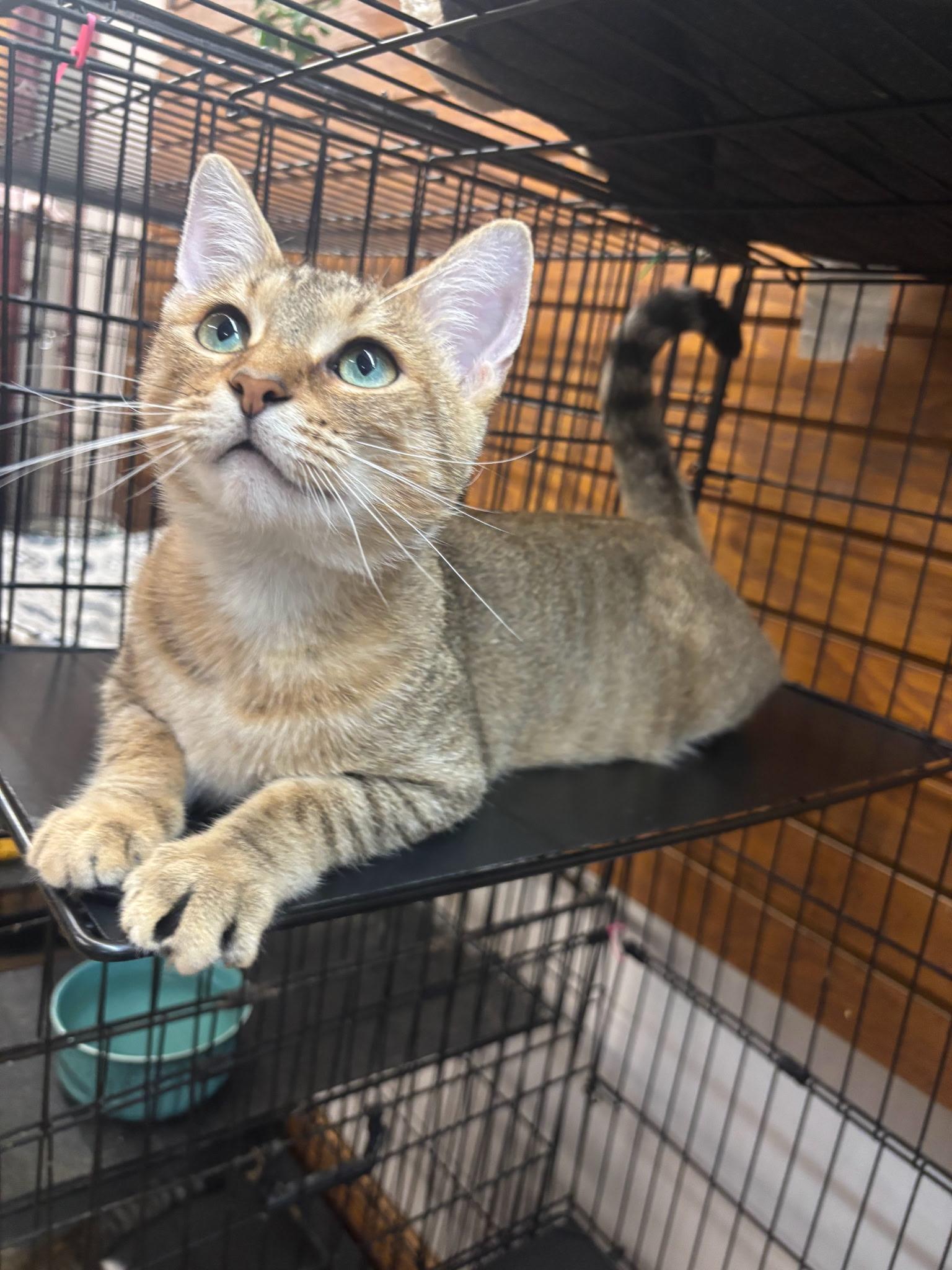Enlarge Cubby, a Adoptable Domestic Short Hair in Coldwater, MI image 2/4