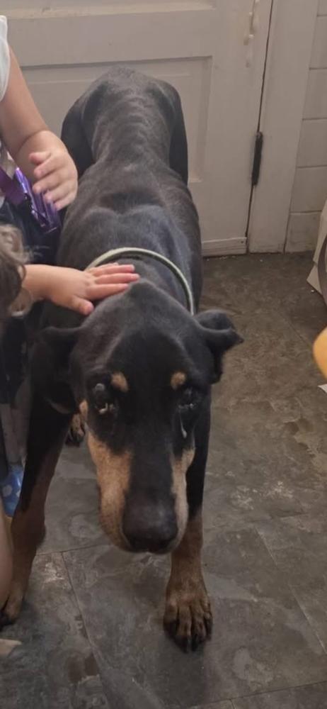Enlarge Oden, a Adoptable Doberman Pinscher in Oswego, IL image 1/3
