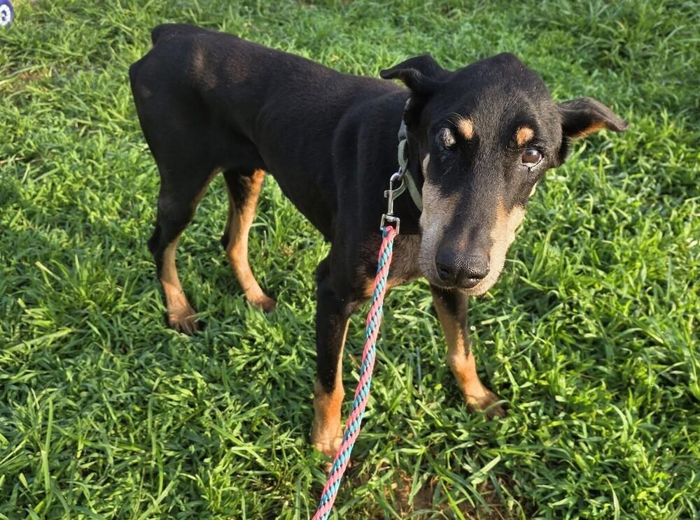 Enlarge Oden, a Adoptable Doberman Pinscher in Oswego, IL image 2/3