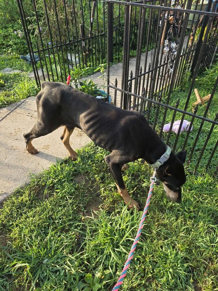 Enlarge Oden, a Adoptable Doberman Pinscher in Oswego, IL image 3/3