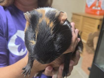 Enlarge Orson, an adopted Guinea Pig in Dubuque, IA image 2/2