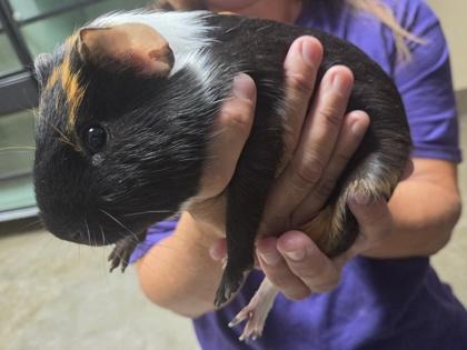 Enlarge Orson, an adopted Guinea Pig in Dubuque, IA image 1/2