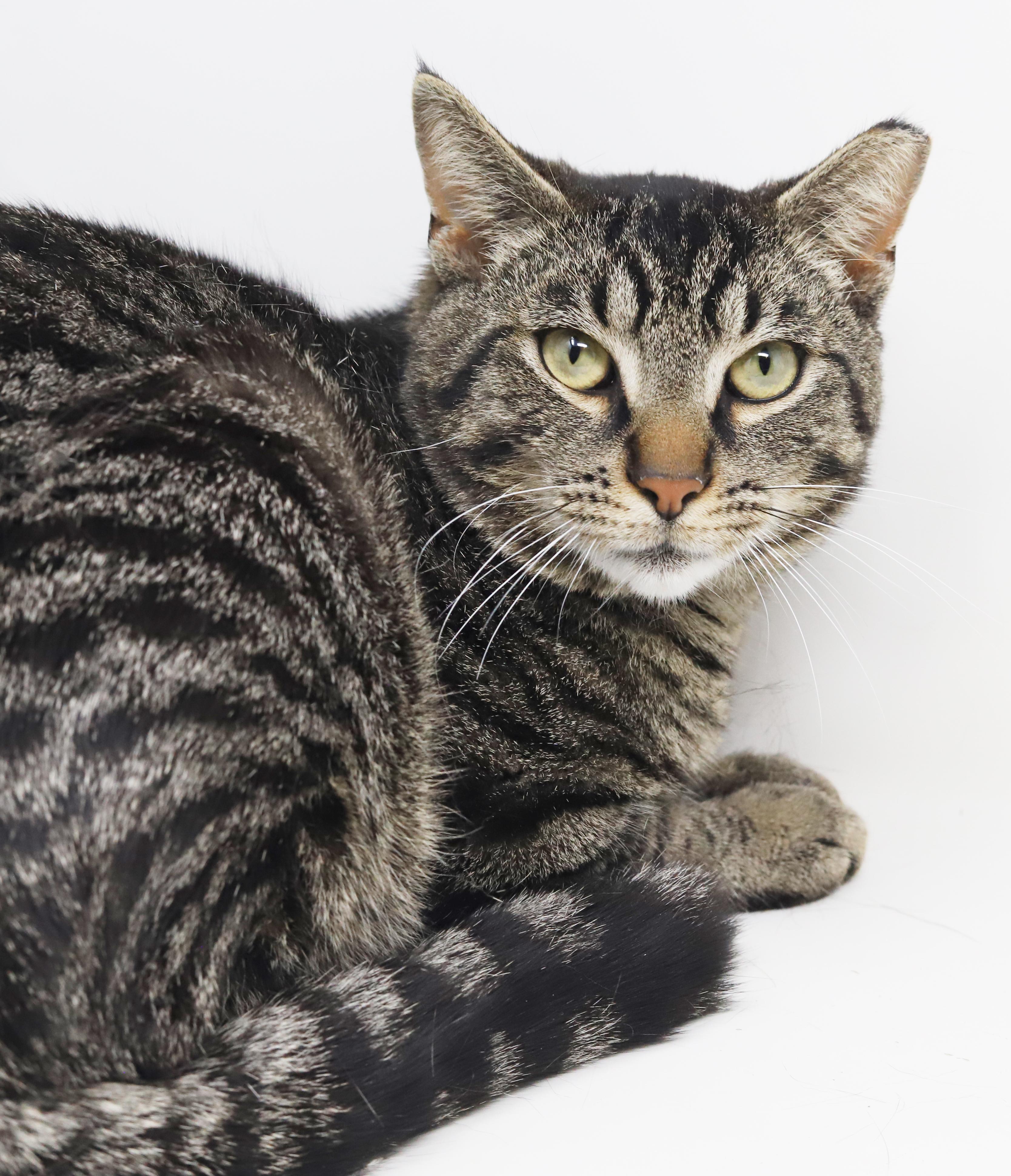 Enlarge Daryl is a gentle darling!  So sweet handsome and cuddly!, a Adoptable mixed breed in Bedford Hills, NY image 5/6