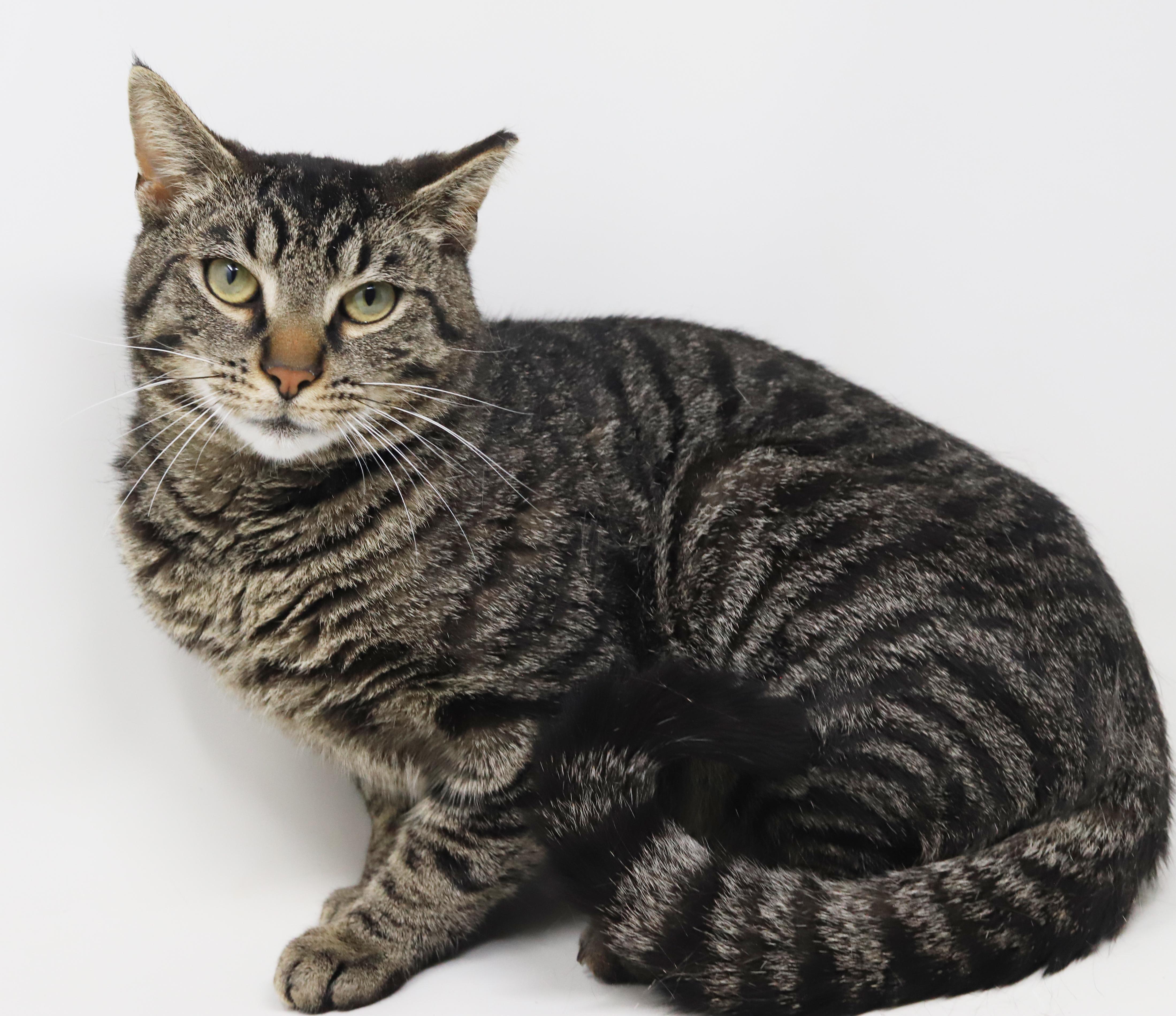 Enlarge Daryl is a gentle darling!  So sweet handsome and cuddly!, a Adoptable mixed breed in Bedford Hills, NY image 6/6