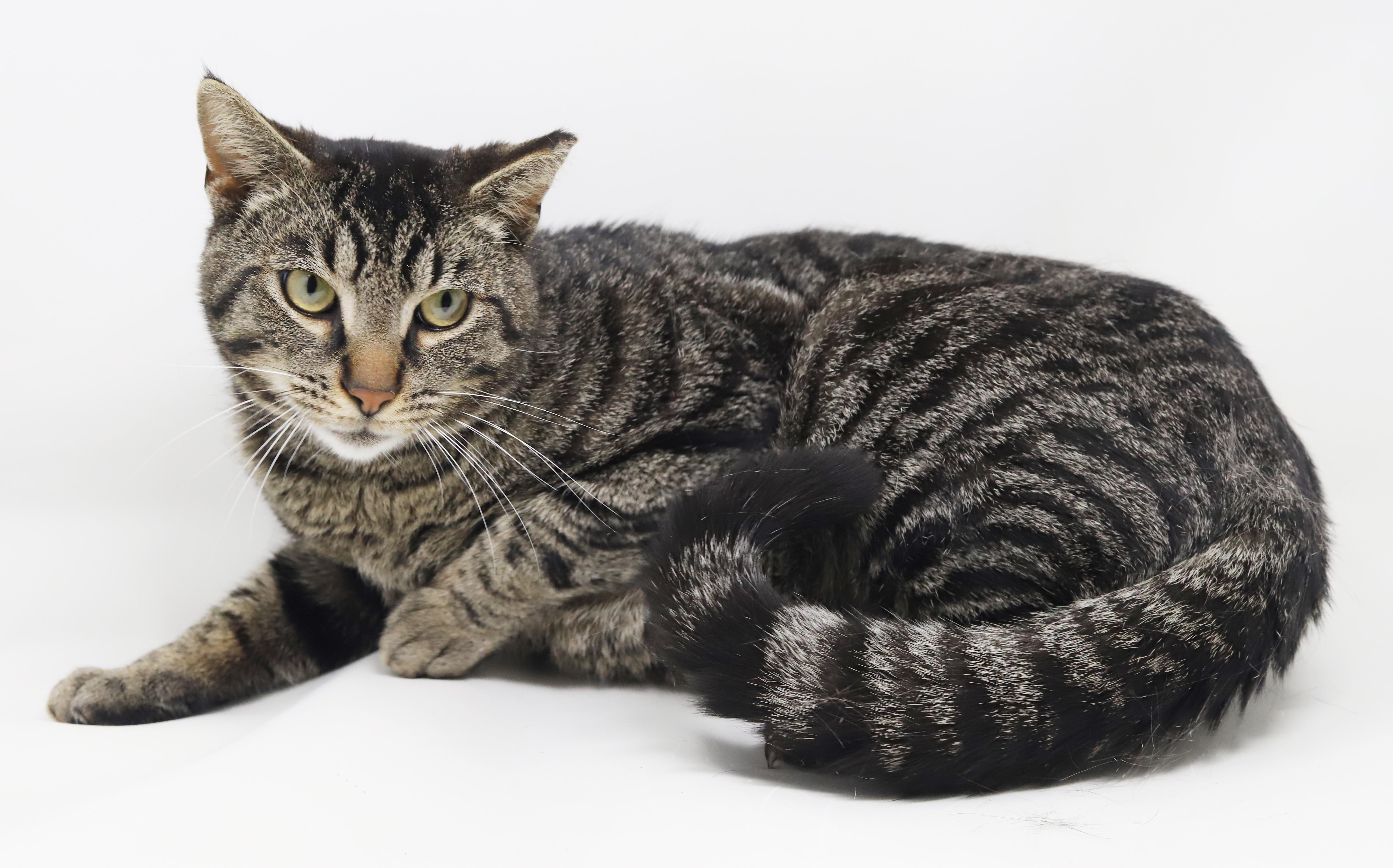 Enlarge Daryl is a gentle darling!  So sweet handsome and cuddly!, a Adoptable mixed breed in Bedford Hills, NY image 4/6