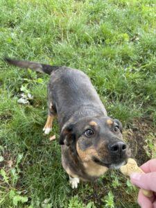Jupiter, a Adoptable mixed breed in Richmond, MO image 3/3
