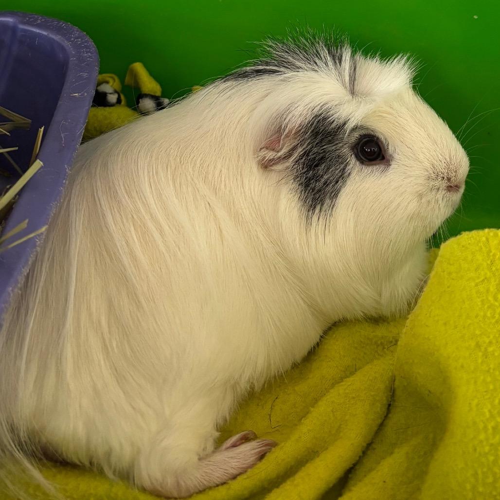 Enlarge Louis, an adopted Peruvian in Chippewa Falls, WI image 1/1